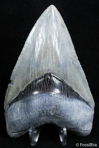 Nearly Inch Venice Beach Megalodon Tooth #2486